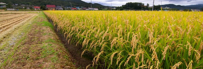 稲刈り
